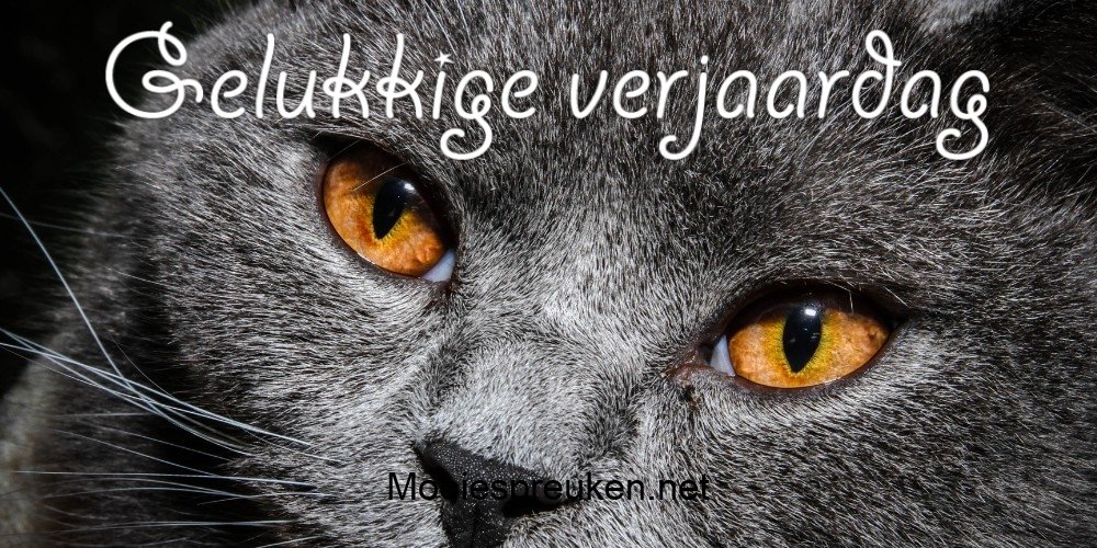 Onwijs Gelukkige verjaardag poezen - Mooiespreuken.net KB-37